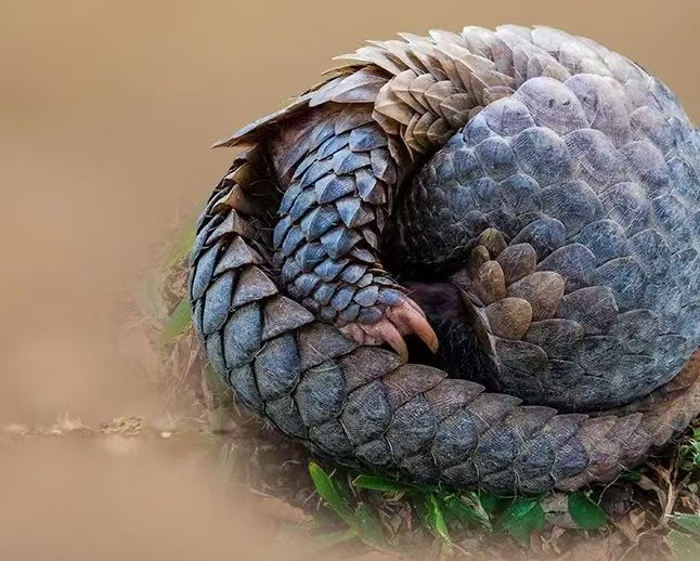 穿山甲1 穿山甲1